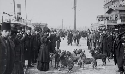 İstanbul’un sokak köpeklerine özel sergi