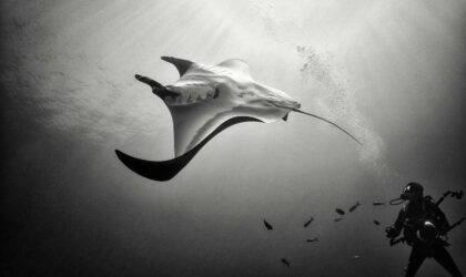 Denizlerde hala hayat olduğunu gösteren siyah-beyaz su altı fotoğrafları